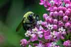 Bumblebee feeding on Butterfly weed